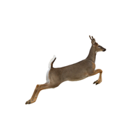 White-Tailed Deer | Types of Deer with Names in English