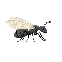 Winged Ant | Types of Ants and their Names in English