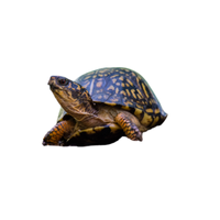 Wood turtle | Types of Reptiles with Names in English