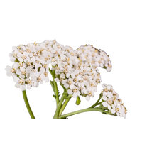 Yarrow | Types of Flowers in English with Pictures