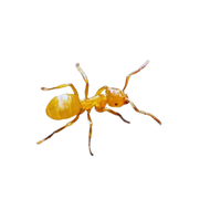 Yellow Ant | Types of Ants and their Names in English