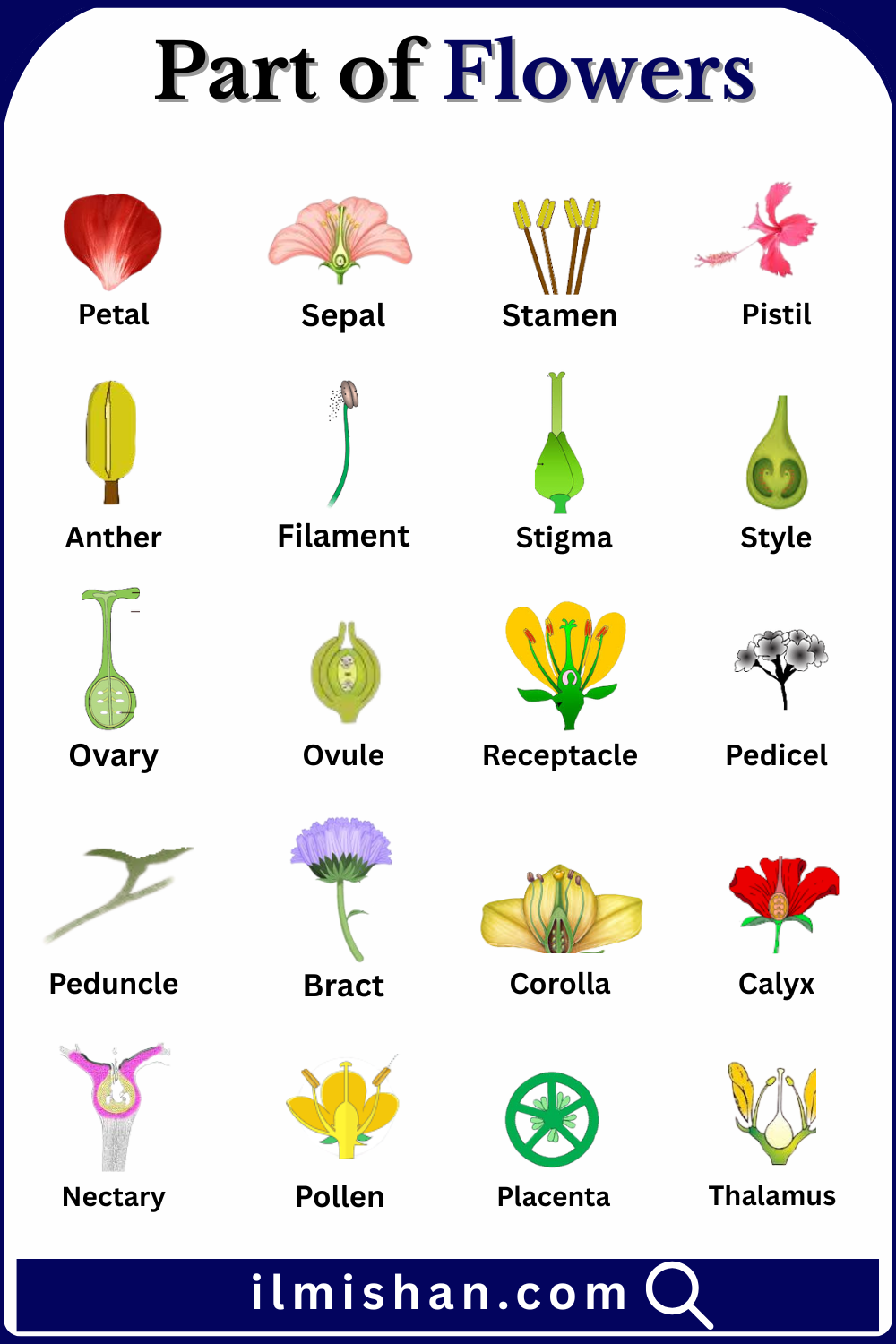 20 Parts of Flowers with Names with their Pictures