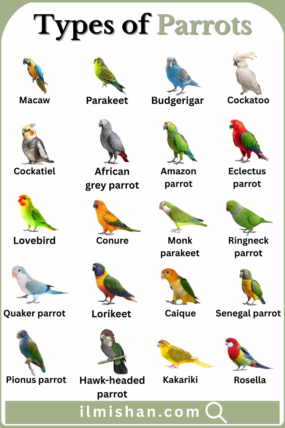 20 Types of Parrots with Names with their Pictures