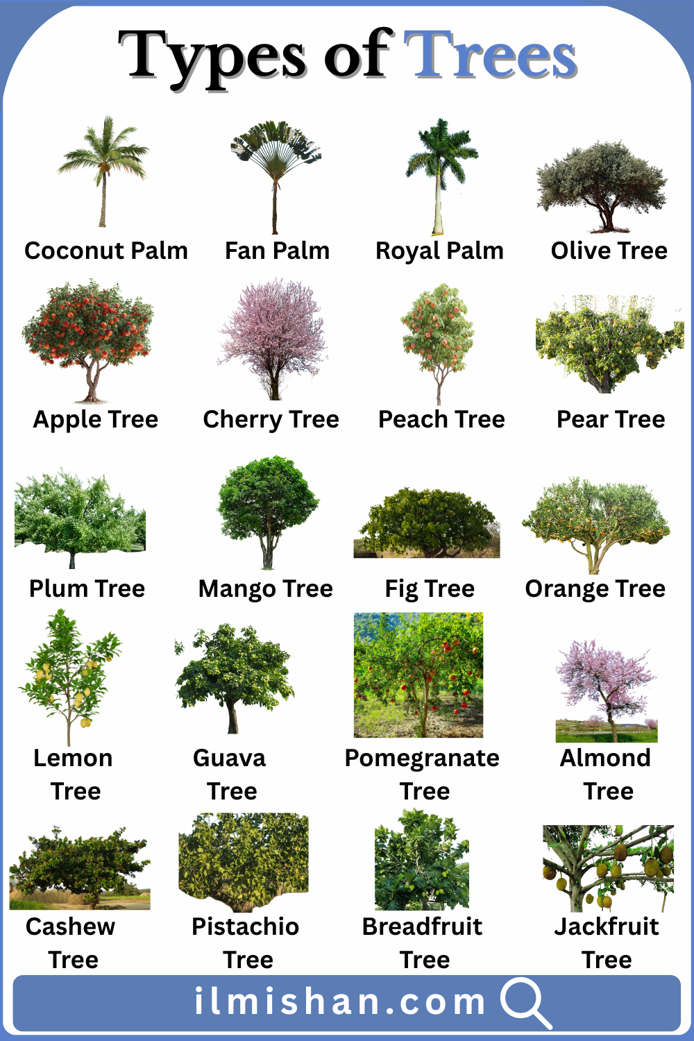 20 Types of Trees Names in English and Pictures