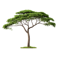 Acacia