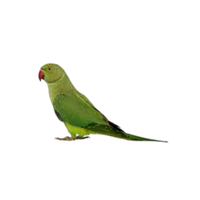 Alexandrine parrot