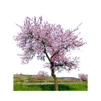 Almond Tree
