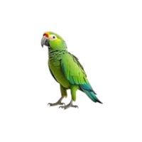 Amazon parrot