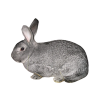 American Chinchilla