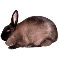 American Rabbit