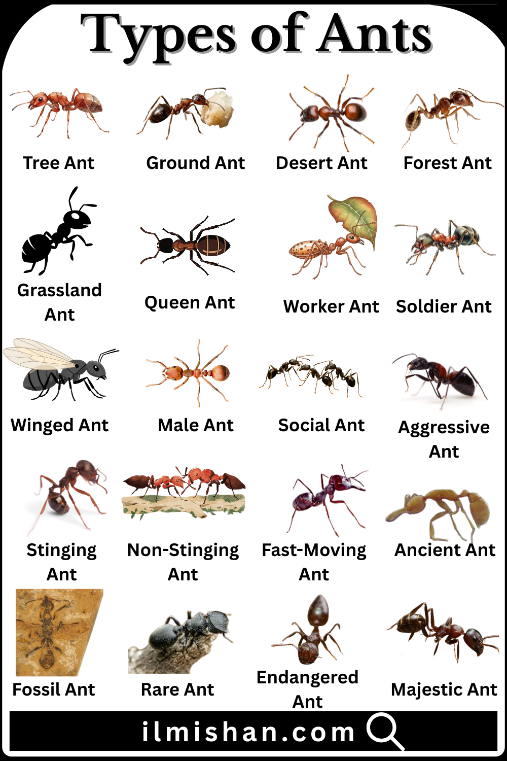 Ants Breeds Names in English with their Images