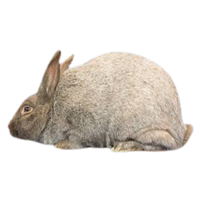 Argente Rabbit | Types of Rabbit Breeds with Names
