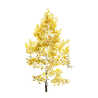 Aspen | Types of Trees with Names