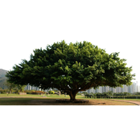 Banyan | Types of Trees with Names