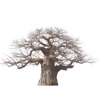 Baobab | Types of Trees with Names
