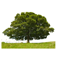 Beech | Types of Trees with Names