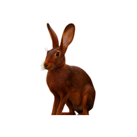 Belgian Hare Rabbit | Types of Rabbit Breeds with Names