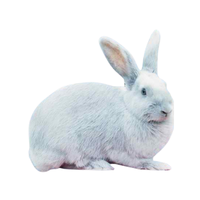 Beveren Rabbit | Types of Rabbit Breeds with Names