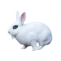 Blanc de Hotot Rabbit | Types of Rabbit Breeds with Names
