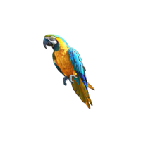 Blue-and-gold macaw