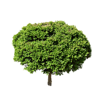 Boxwood