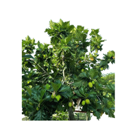 Breadfruit Tree
