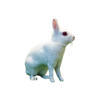 Britannia Petite | Types of Rabbit Breeds with Names
