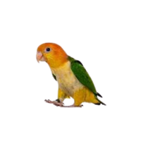 Caique