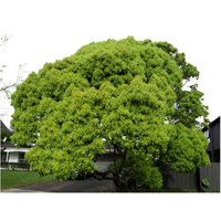 Camphor Tree