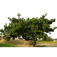 Cashew Tree | Types of Trees with Names