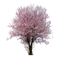Cherry Tree | Types of Trees with Names
