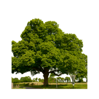 Chestnut | Types of Trees with Names