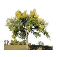 Cottonwood