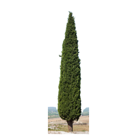 Cypress | Types of Trees with Names