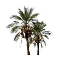 Date Palm