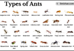 Different Types of Ants and their Names in English with Pictures