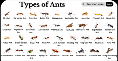 Different Types of Ants and their Names in English with Pictures