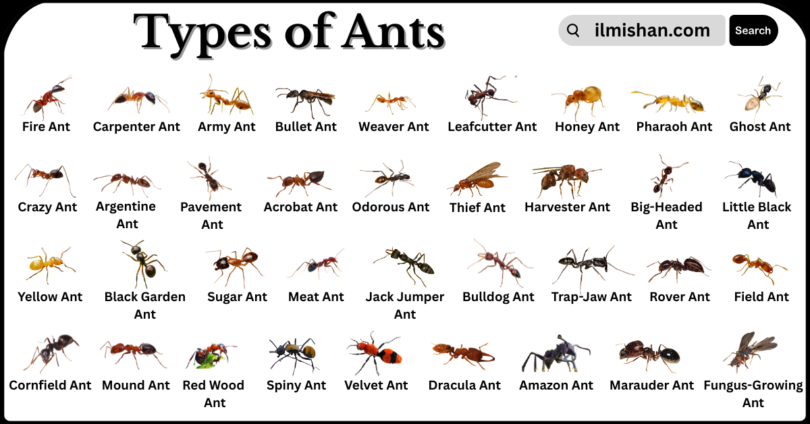 Different Types of Ants and their Names in English with Pictures