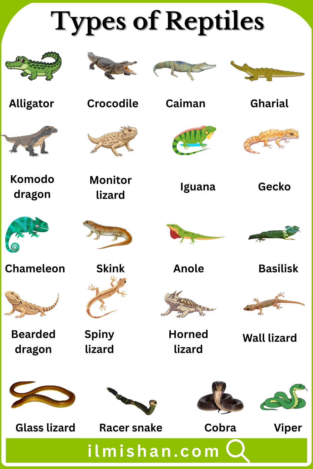 Different Types of Reptiles Names in English and Pictures