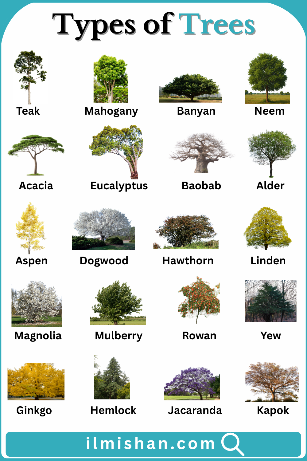 Different Types of Trees Names in English and Pictures
