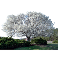 Dogwood | Types of Trees with Names