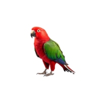 Eclectus parrot
