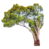 Eucalyptus | Types of Trees with Names