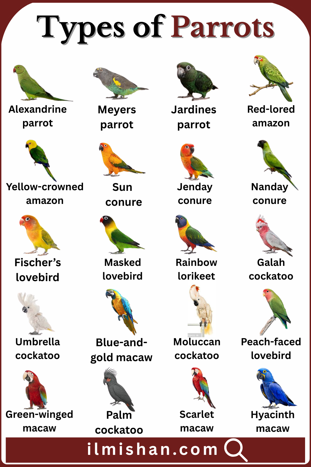 Explore Parrots Types and Names