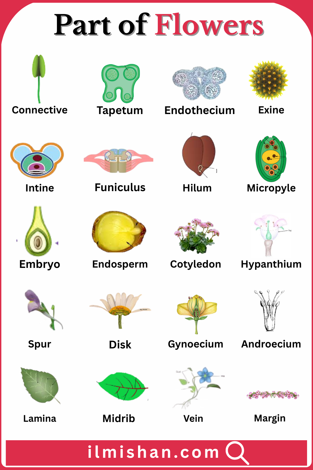 Explore Parts of Flowers with their Names and images