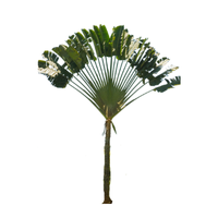 Fan Palm