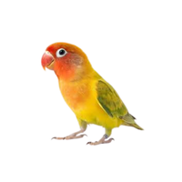 Fischer’s lovebird
