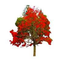 Flame Tree | Types of Trees with Names