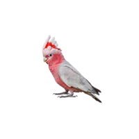 Galah cockatoo