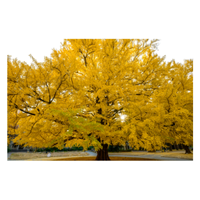 Ginkgo | Types of Trees with Names